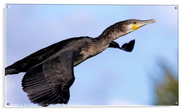 Cormorant Close Pass Acrylic by Ste Jones
