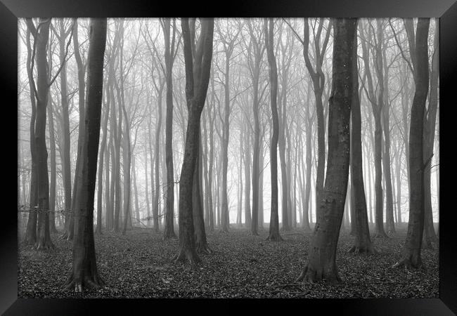 Woodland Mist Framed Print by Simon Johnson