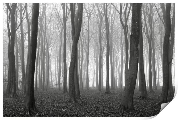 Woodland Mist Print by Simon Johnson