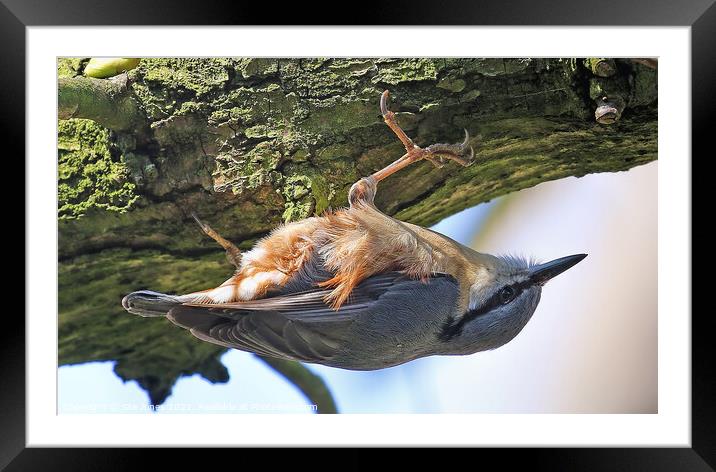A Nuthatch Clinging Inverted On A Tree Branch Framed Mounted Print by Ste Jones