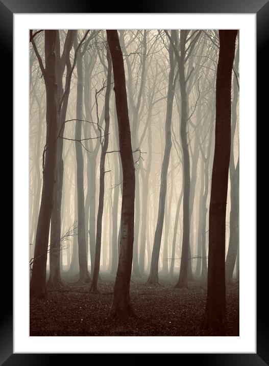 misty woodland Framed Mounted Print by Simon Johnson