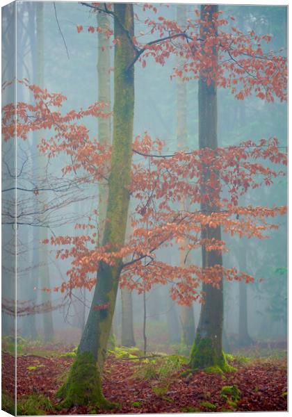 Last autumn leaves Canvas Print by Simon Johnson