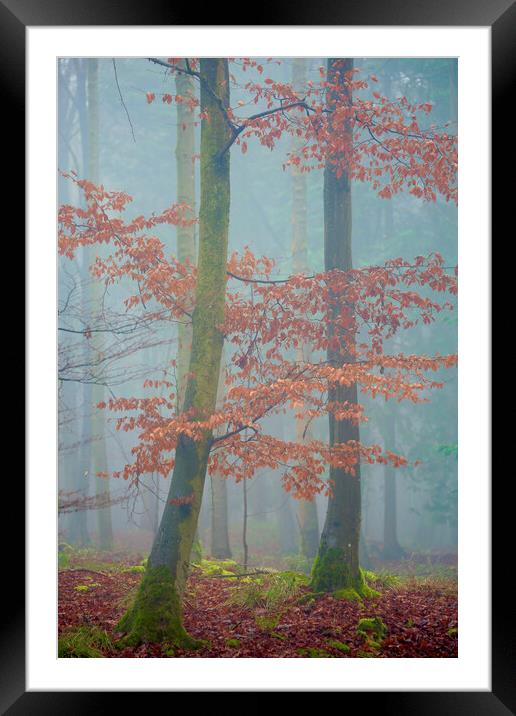 Last autumn leaves Framed Mounted Print by Simon Johnson