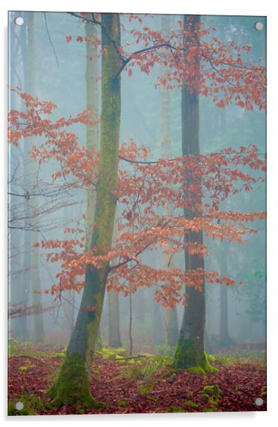 Last autumn leaves Acrylic by Simon Johnson