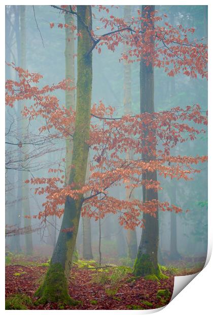 Last autumn leaves Print by Simon Johnson