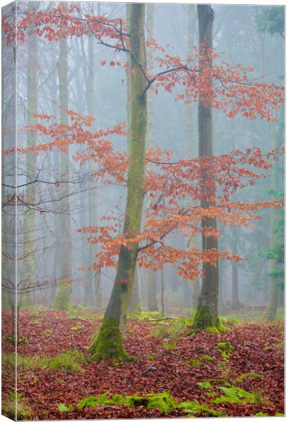 autumn leaves and mist Canvas Print by Simon Johnson