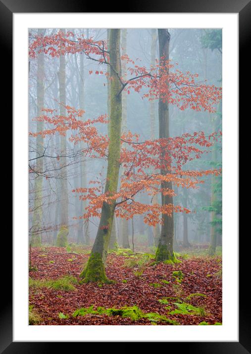 autumn leaves and mist Framed Mounted Print by Simon Johnson