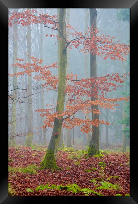 autumn leaves and mist Framed Print by Simon Johnson