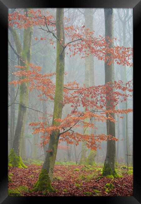 Misty Woodland  Framed Print by Simon Johnson