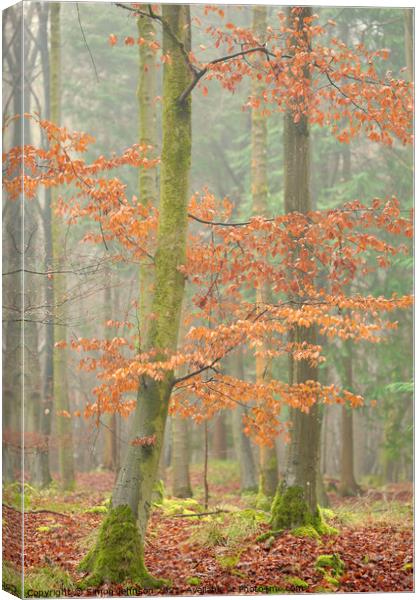 Autumn beech tree Canvas Print by Simon Johnson
