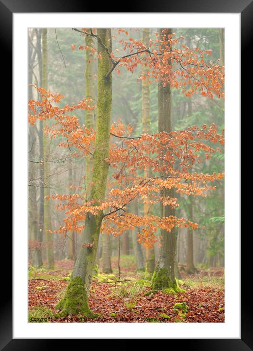 Autumn beech tree Framed Mounted Print by Simon Johnson