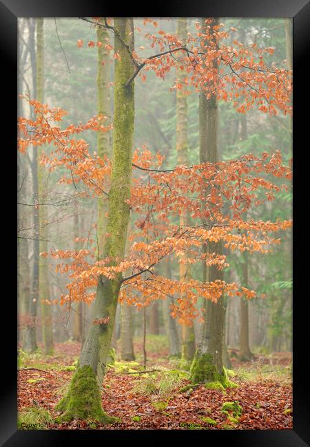 Autumn beech tree Framed Print by Simon Johnson