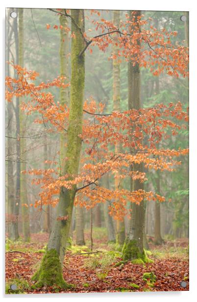 Autumn beech tree Acrylic by Simon Johnson