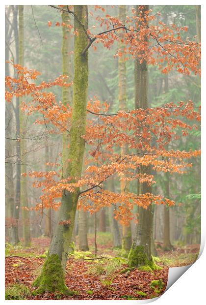 Autumn beech tree Print by Simon Johnson