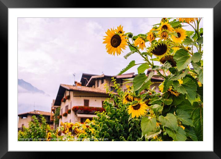 Wild sunflowers adorn a country lane in the Italian Alps, with s Framed Mounted Print by Joaquin Corbalan