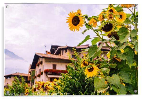 Wild sunflowers adorn a country lane in the Italian Alps, with s Acrylic by Joaquin Corbalan