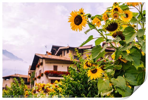 Wild sunflowers adorn a country lane in the Italian Alps, with s Print by Joaquin Corbalan