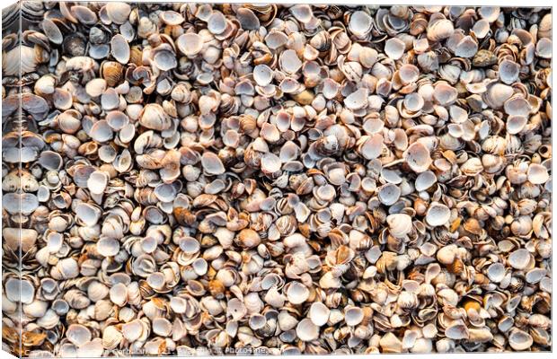 Thousands of empty clam shells, full shell background to use as  Canvas Print by Joaquin Corbalan