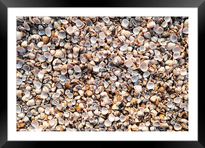 Thousands of empty clam shells, full shell background to use as  Framed Mounted Print by Joaquin Corbalan