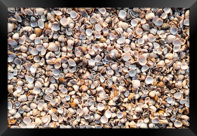 Thousands of empty clam shells, full shell background to use as  Framed Print by Joaquin Corbalan