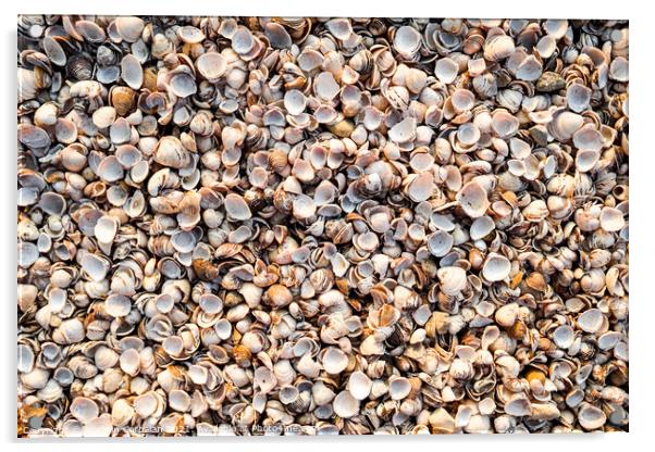 Thousands of empty clam shells, full shell background to use as  Acrylic by Joaquin Corbalan