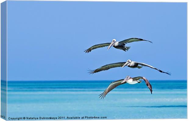 Florida Pelicans Flying in Formation Over Atlantic Canvas Print by Nataliya Dubrovskaya