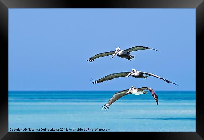 Florida Pelicans Flying in Formation Over Atlantic Framed Print by Nataliya Dubrovskaya