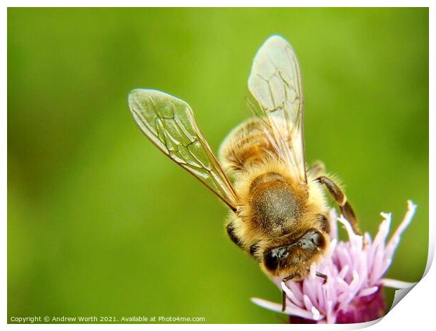 The honey bee and the thistle Print by Andrew Worth