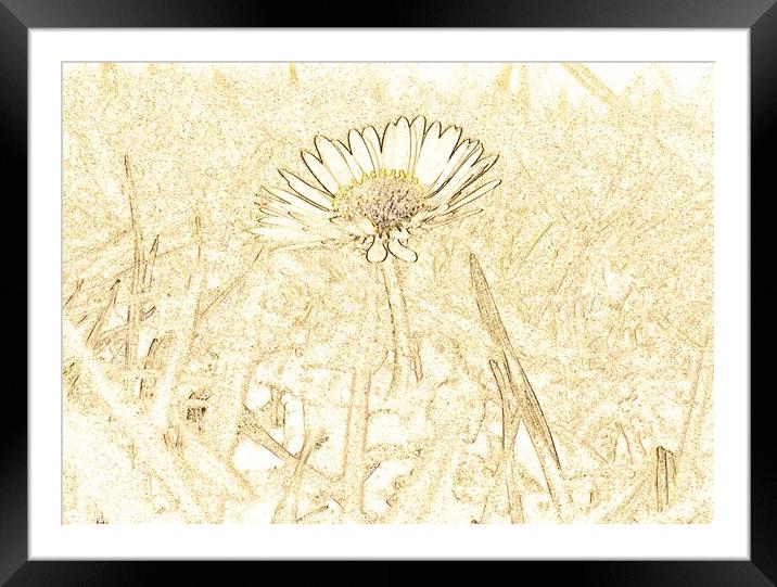 Lone daisy  Framed Mounted Print by Andrew Worth