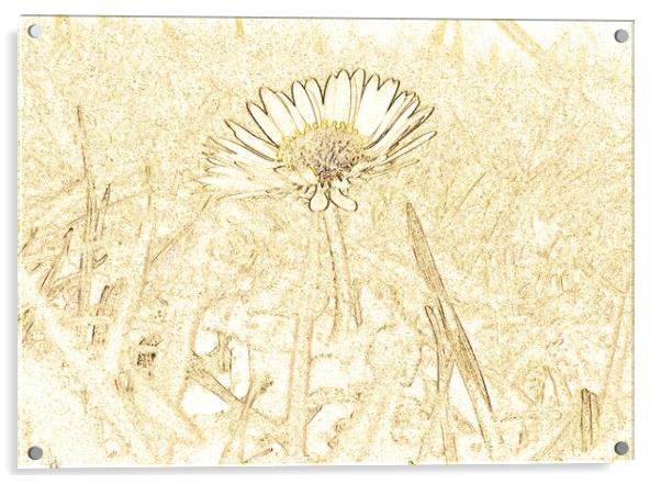 Lone daisy  Acrylic by Andrew Worth
