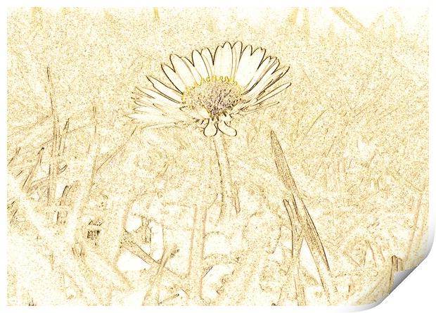 Lone daisy  Print by Andrew Worth
