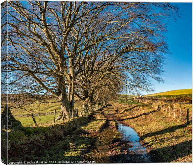 Winter Beeches Canvas Print by Richard Laidler