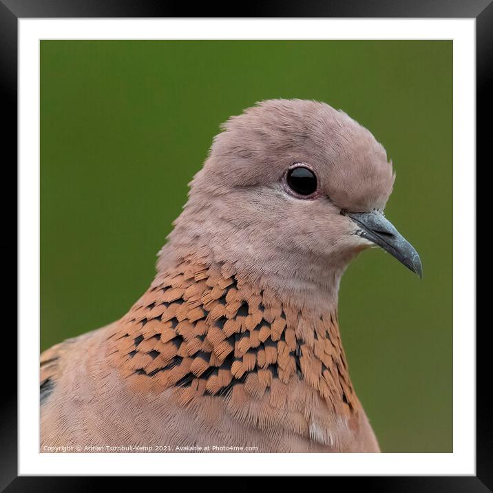 Close-up of laughing dove Framed Mounted Print by Adrian Turnbull-Kemp