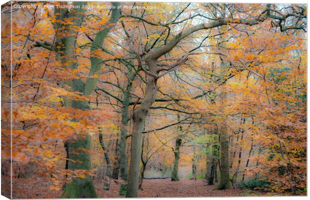 Autumn trees in a beautiful woodland Canvas Print by Piers Thompson