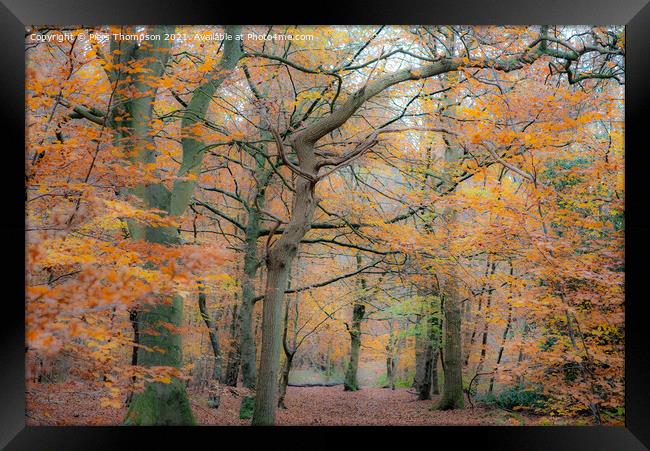 Autumn trees in a beautiful woodland Framed Print by Piers Thompson