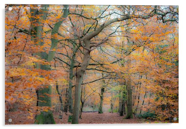 Autumn trees in a beautiful woodland Acrylic by Piers Thompson