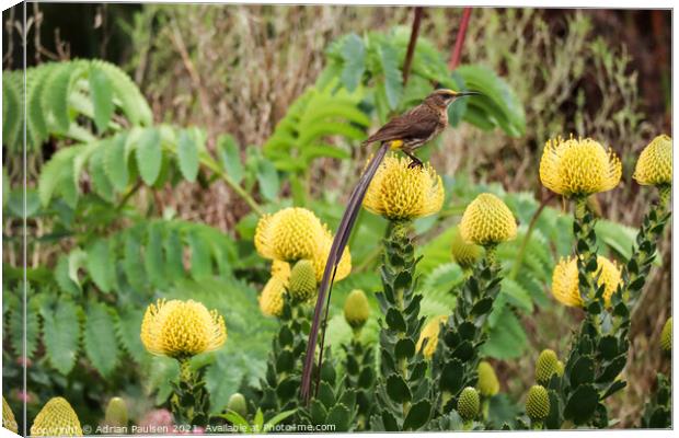 Cape Sugarbird on Pincushion Canvas Print by Adrian Paulsen