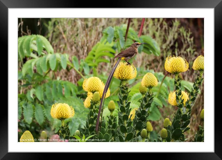 Cape Sugarbird on Pincushion Framed Mounted Print by Adrian Paulsen