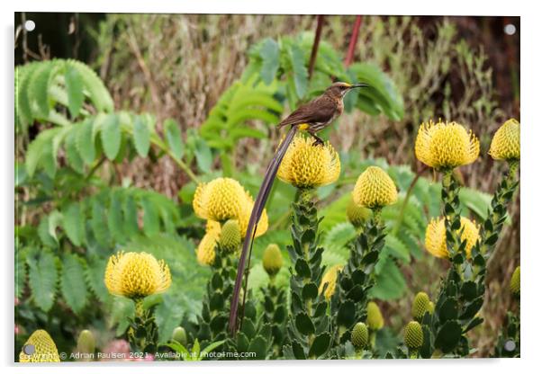 Cape Sugarbird on Pincushion Acrylic by Adrian Paulsen