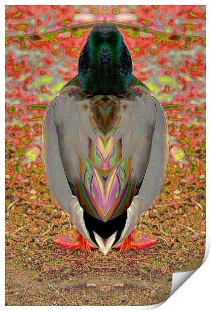 Duck Print by Tony Mumolo