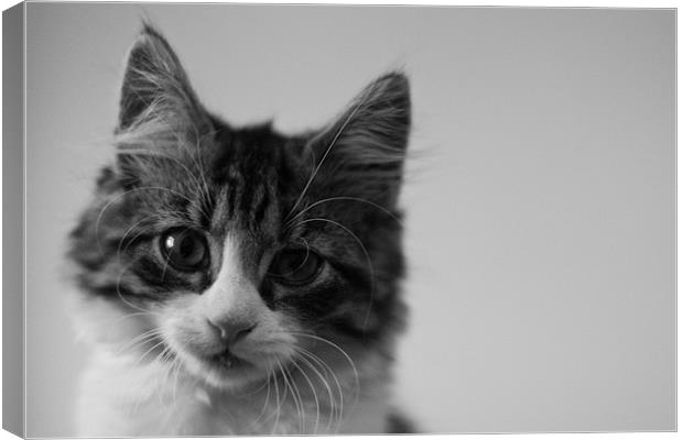 Black and White Kitten Portrait Canvas Print by Martyn Taylor