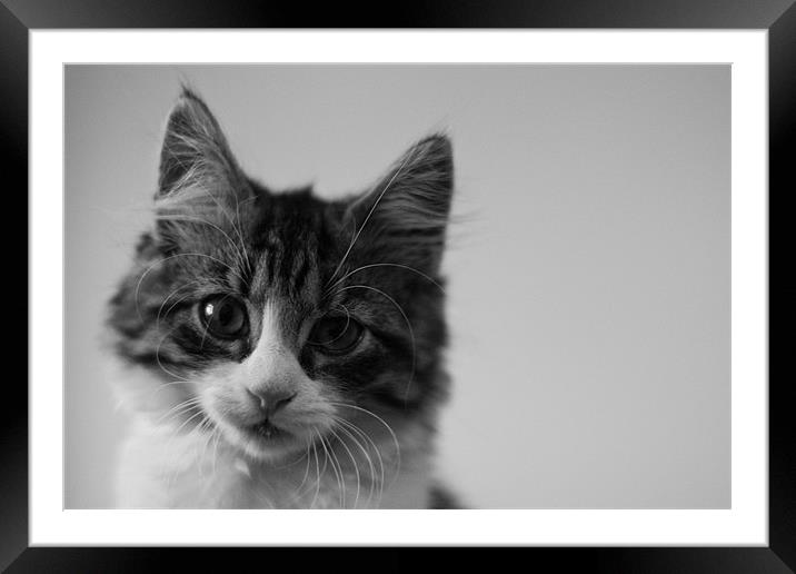 Black and White Kitten Portrait Framed Mounted Print by Martyn Taylor