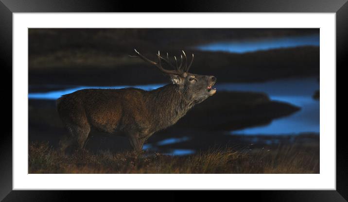 Royal Stag Framed Mounted Print by Macrae Images