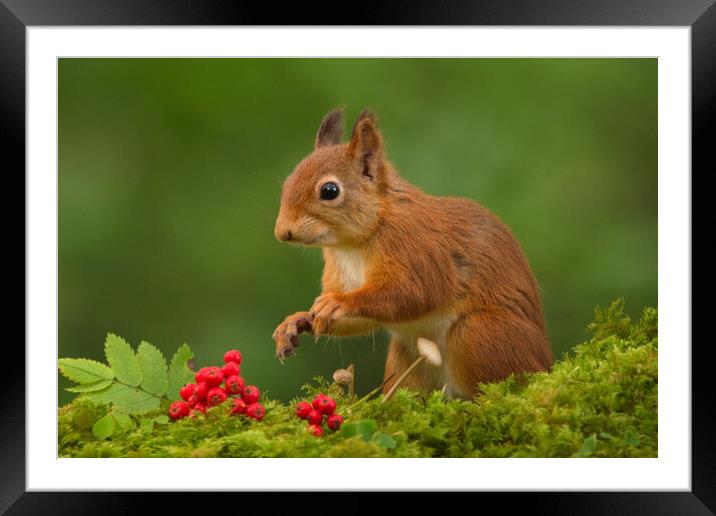 Red Squirrel Framed Mounted Print by Macrae Images
