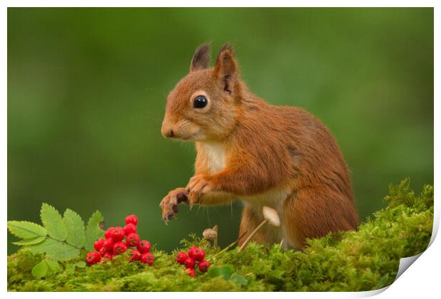 Red Squirrel Print by Macrae Images