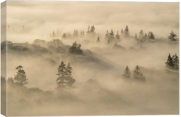 Inversion Trees Canvas Print by Jonny Gios