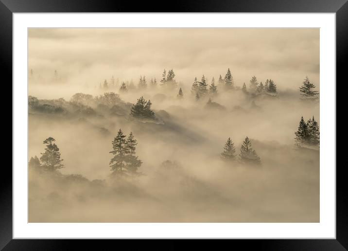 Inversion Trees Framed Mounted Print by Jonny Gios