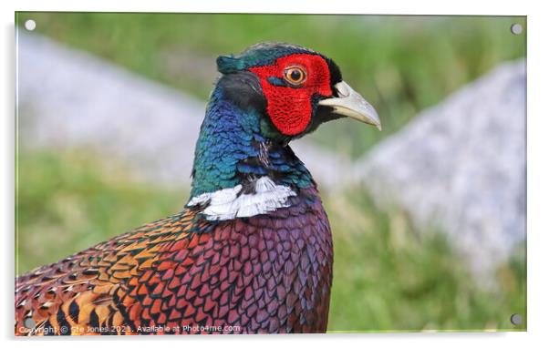 Pheasant In Profile Acrylic by Ste Jones