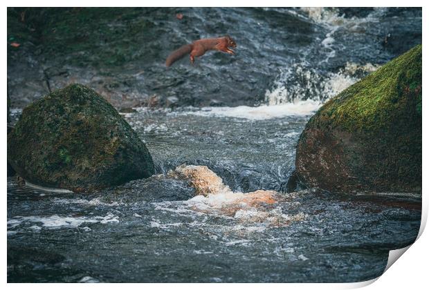 Ninja Red Squirrel  Print by Jonny Gios