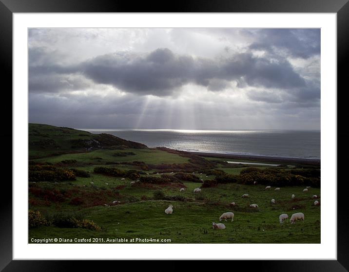 Sheep grazing on coast of Wales Framed Mounted Print by DEE- Diana Cosford